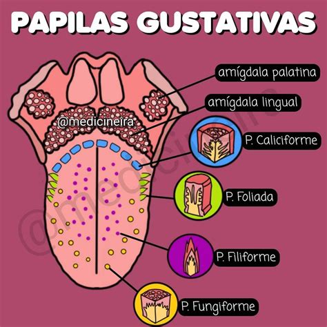 Ilustración de las papilas gustativas y los receptores olfativos