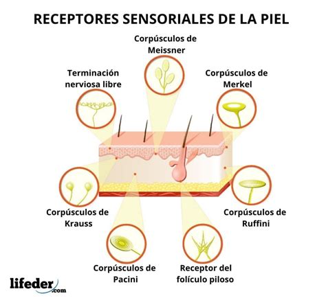 Infografía sobre la piel y los receptores táctiles