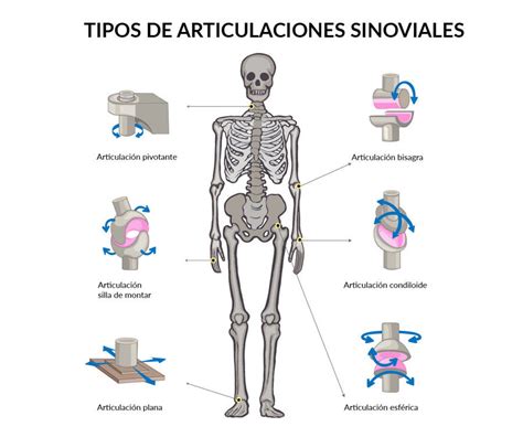 Ilustración de las diferentes articulaciones del cuerpo humano que suelen verse afectadas por la rigidez