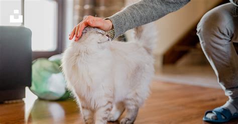 Persona acariciando un gato en un entorno hogareño