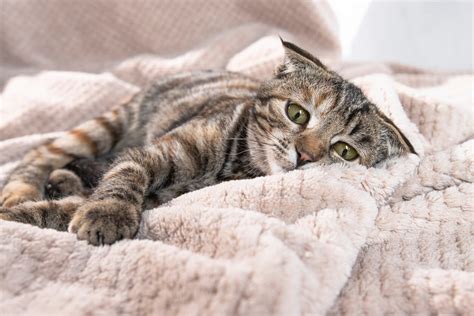 Cuidador de gatos administrando medicamentos a un gato enfermo