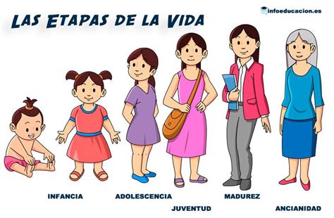Infografía que detalla las etapas de la vida de una mujer y sus posibles preferencias de pareja.