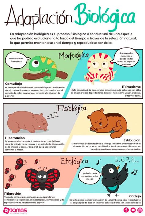 infografía sobre los tipos de adaptaciones necesarias en centros educativos para personas con discapacidad