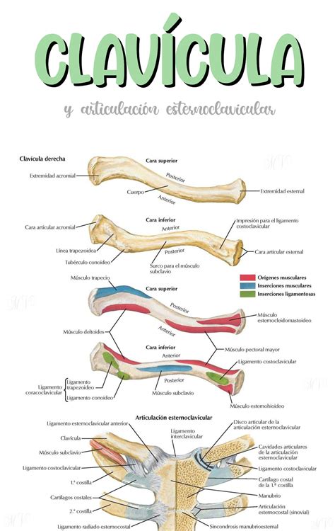 Esquema anatómico de la clavícula y sus articulaciones