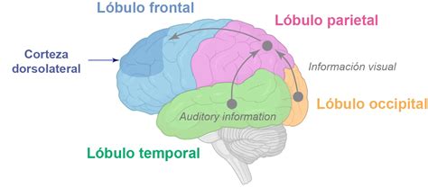 Esquema de cómo los videojuegos estimulan diferentes áreas cognitivas