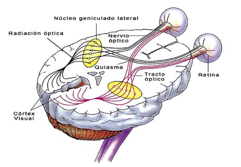 Esquema anatómico del sistema visual humano: órganos periféricos, nervio óptico y córtex cerebral.