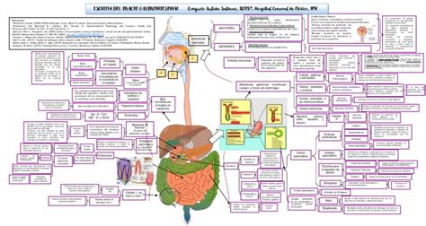 Esquema del tracto gastrointestinal superior con puntos de localización comunes del cáncer gástrico.