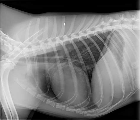 radiografía de tórax de perro con colapso traqueal