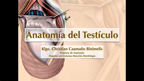 Esquema anatómico mostrando el descenso normal del testículo desde el abdomen hacia el escroto a través del canal inguinal.