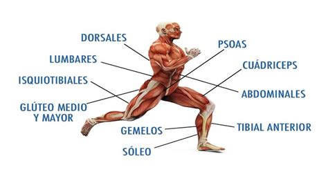 Ilustración detallando los músculos del cuerpo que se ejercitan al patinar.
