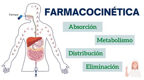 Esquema sobre el impacto del envejecimiento en la farmacocinética y farmacodinamia (absorción, distribución, metabolismo y excreción)