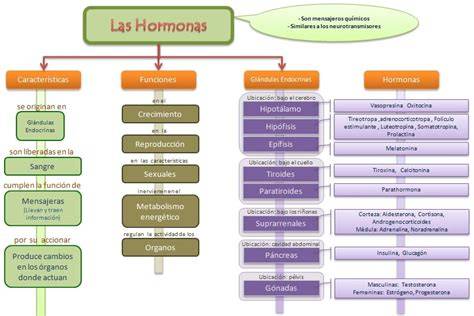 Esquema de las hormonas liberadas y el impacto en la salud al interactuar intergeneracionalmente