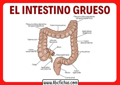 Esquema del intestino grueso y del hígado para ilustrar los dos usos principales de la lactulosa