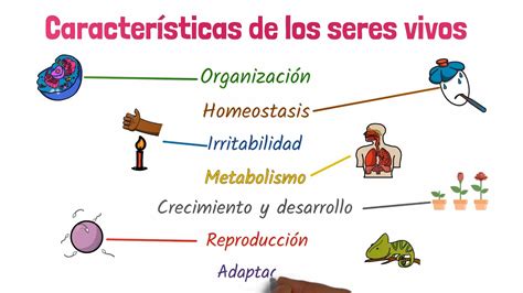 Esquema de las características profesionales de un marinero