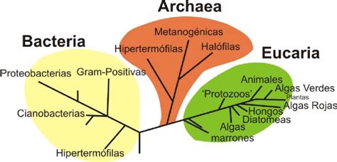 Infografía que ilustra los diferentes dominios de la calidad de vida según la OMS.