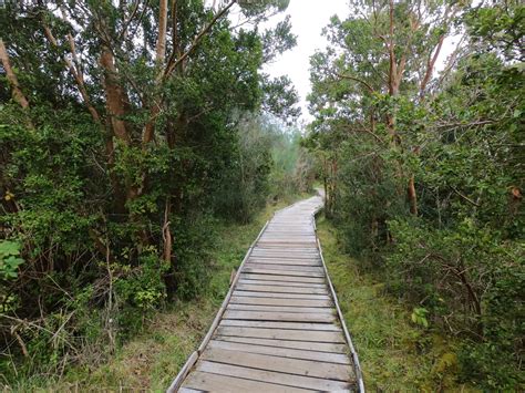 Fotografía de un sendero accesible en el Parque Nacional Chiloé