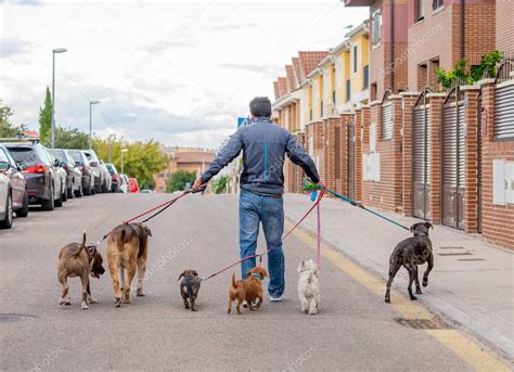 Paseador de perros interactuando con diferentes razas de perros