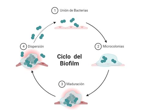 Esquema de un biofilm microbiano adherido a una superficie