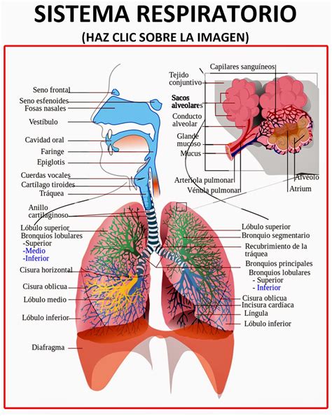 Esquema de la anatomía del sistema respiratorio con énfasis en los cambios relacionados con la edad.