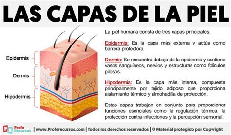 Esquema de las capas de la piel y cómo la radiación UV las afecta