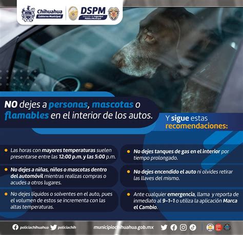 Infografía: Peligros de dejar mascotas en vehículos calientes