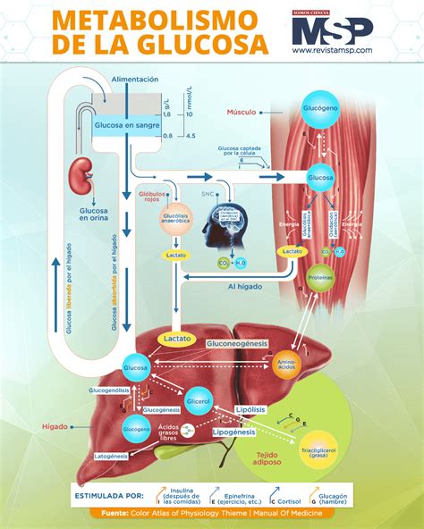Infografía que compara el metabolismo de la glucosa e insulina en un adulto joven versus un adulto mayor, destacando la resistencia a la insulina.