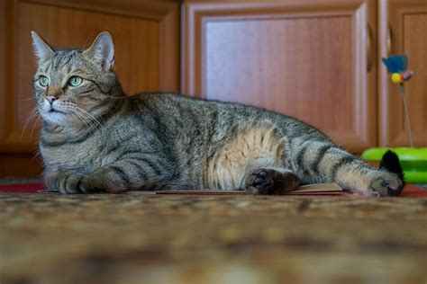 Gato de interior relajado