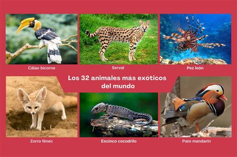 Esquema o infografía del proceso de decomiso de animales exóticos