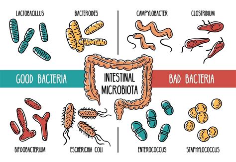 Esquema de la diversidad bacteriana en el intestino humano