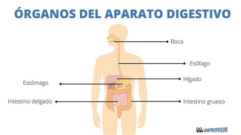 Diagrama de los órganos digestivos