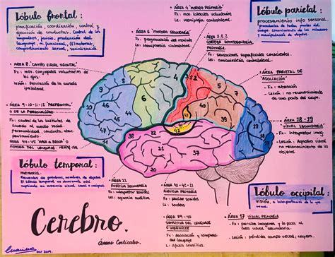 Ilustración conceptual de un cerebro con áreas sombreadas indicando estrés y depresión