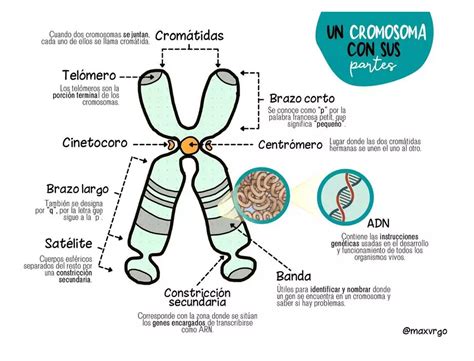 Diagrama que ilustra las regiones subteloméricas de los cromosomas y su importancia en el diagnóstico genético.