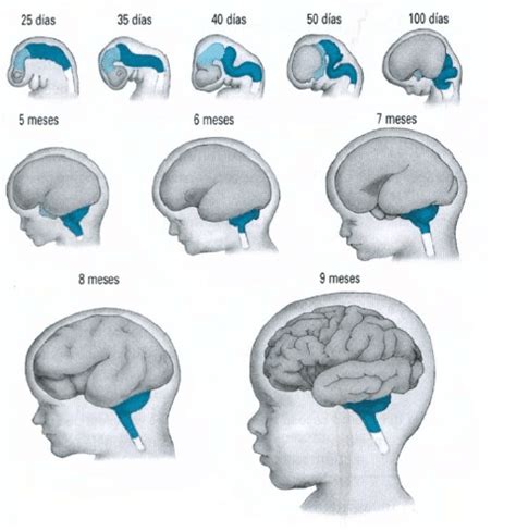 Esquema del desarrollo cerebral afectado por el trauma