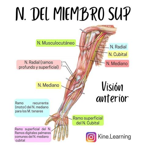 Diagrama anatómico mostrando las principales estructuras nerviosas y vasculares del brazo.