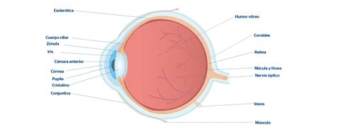 Esquema del ojo humano mostrando el humor acuoso y el nervio óptico