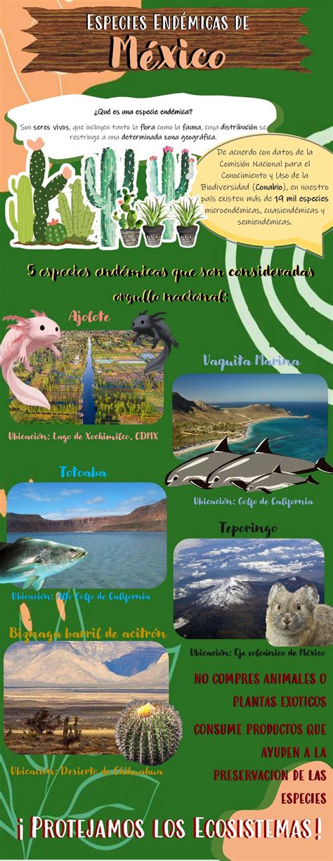 Infografía o foto de algunas especies de flora endémica y en peligro del Parque Nacional Nonguén (michay de Neger, pitao, huillipatagua)
