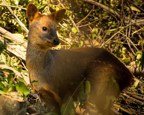 Foto general de la fauna diversa del Parque Nacional Nonguén