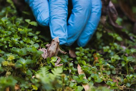 Foto de la ranita de Darwin mostrando su camuflaje y la Mariposa del Chagual en su planta hospedera
