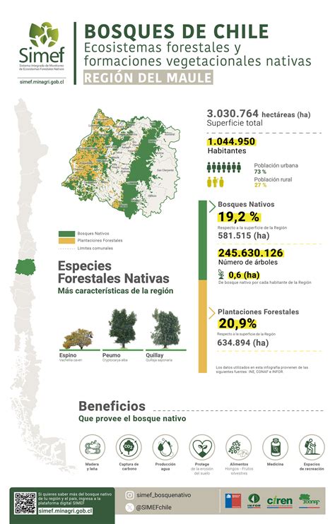 Infografía sobre las amenazas y la fragmentación del bosque nativo en la Región del Biobío