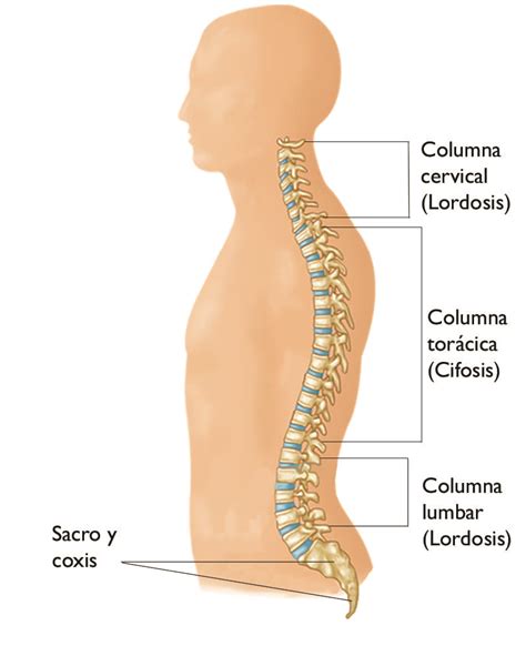 Ilustración de una columna vertebral con curvatura en C y S