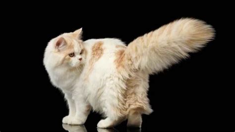 Foto de Crookshanks, el gato con pelaje color jengibre, rostro aplanado y cola esponjosa
