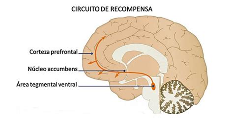 Infografía sobre los circuitos de recompensa del cerebro activados por el altruismo