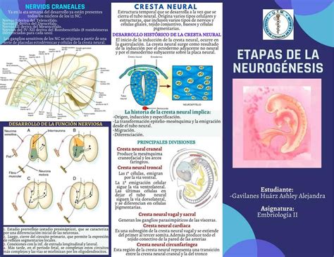 Infografía sobre la neurogénesis en el hipocampo