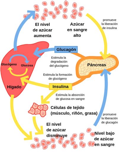 Esquema de la regulación de la glucosa en sangre en el cuerpo humano
