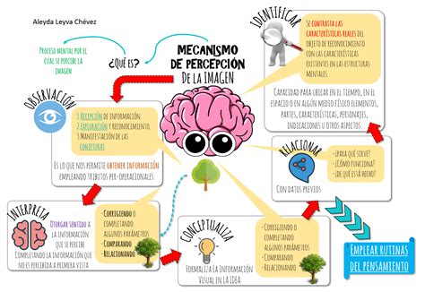 Esquema de las vías de la percepción visual y su procesamiento cerebral