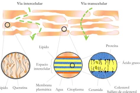 Esquema de la absorción transdérmica de la buprenorfina a través de la piel