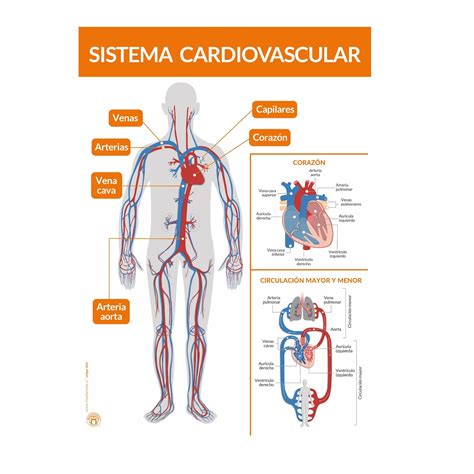 Esquema del sistema cardiovascular con un enfoque en los cambios con la edad