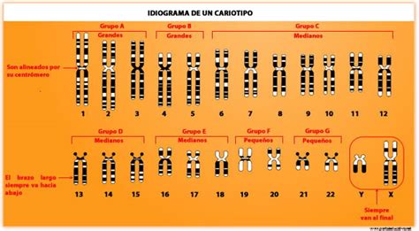 Esquema de cromosomas humanos ordenados por tamaño para formar un cariotipo estándar