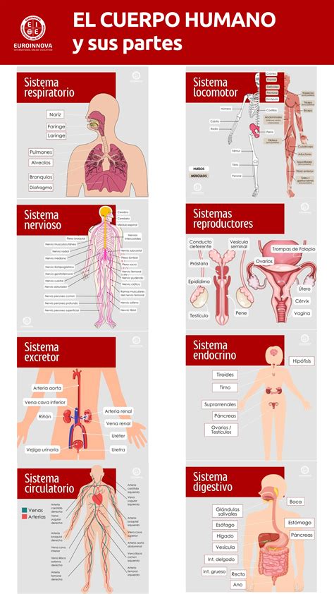 Ilustración anatómica destacando las diferentes partes del cuerpo y sus correspondientes porcentajes de incapacidad permanente.