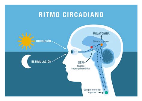 esquema de los ritmos circadianos y la melatonina en el cerebro